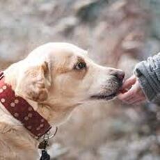 ¿Puede una protectora retener un animal por impago de gastos veterinarios? El debate legal que ya afecta a cientos de casos